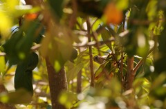 Baeolophus inornatus