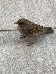 Passer domesticus