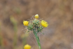 Centaurea melitensis