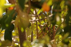 Baeolophus inornatus