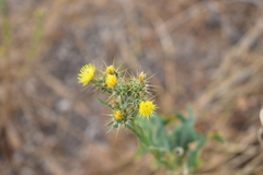 Centaurea melitensis