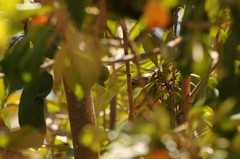 Baeolophus inornatus