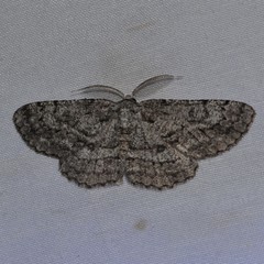 Hypomecis umbrosaria