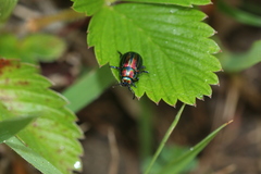 Chrysolina cerealis