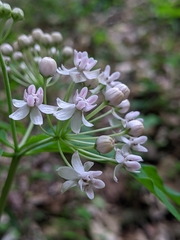 Asclepias quadrifolia