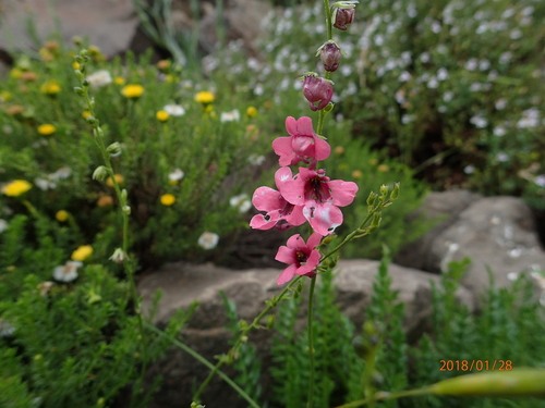 Image of Diascia integerrima by no rights reserved
