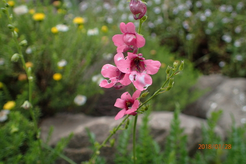 Image of Diascia integerrima by no rights reserved