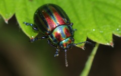 Chrysolina cerealis