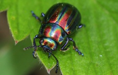 Chrysolina cerealis