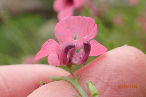 Image of Diascia integerrima by no rights reserved