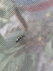 Phymatodes nitidus