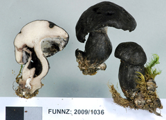 Boletopsis nothofagi