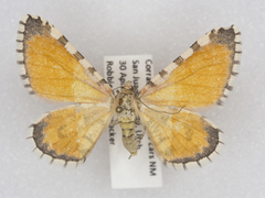 Stamnodes tessellata