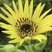 Compass Plant - Photo (c) Frank Mayfield, some rights reserved (CC BY-SA)