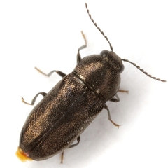 Mastogenius robustus