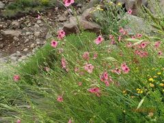 Diascia integerrima