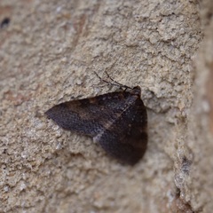 Larentia apotoma