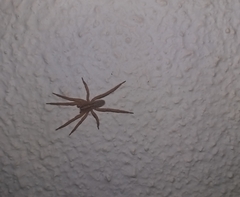 Centroctenus brevipes