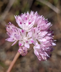 Allium amplectens