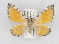 Stamnodes tessellata