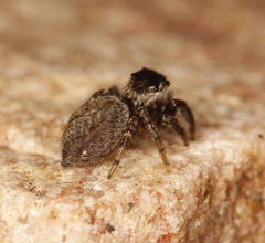 Evarcha proszynskii