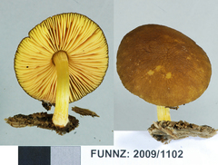 Pluteus pauperculus