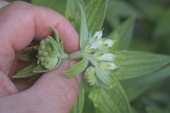 Lithospermum occidentale