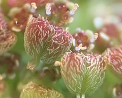 Euphorbia hirta image