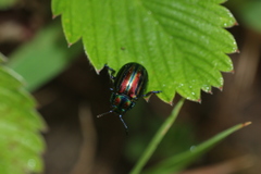 Chrysolina cerealis