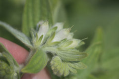 Lithospermum occidentale