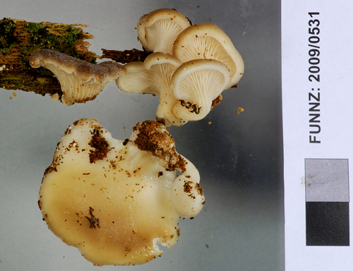 Hohenbuehelia luteola