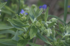 Lithospermum occidentale