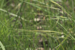 Hesperostipa spartea