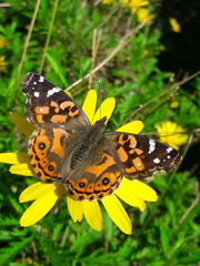 Vanessa braziliensis