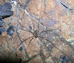 Leptobunus