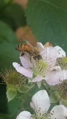 Apis mellifera