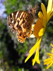 Vanessa braziliensis