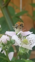 Apis mellifera