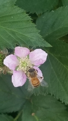 Apis mellifera