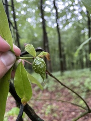 Amphibolips acuminata
