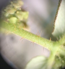 Euphorbia hirta image