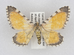 Stamnodes tessellata