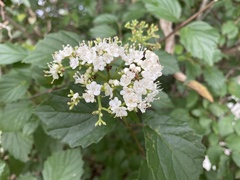 Viburnum scabrellum