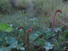 Gunnera perpensa