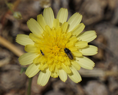 Acmaeodera quadrivittatoides