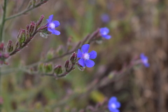 Anchusa azurea