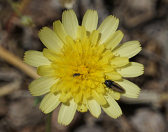 Acmaeodera quadrivittatoides