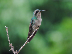 Chlorostilbon lucidus