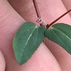 Euphorbia hyssopifolia image