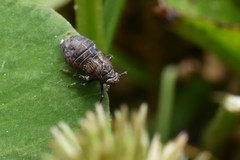 Asiracinae